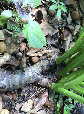 滴水观音盆栽小叶水养千手观音植物办公室内桌面水培玻璃缸瓶绿植