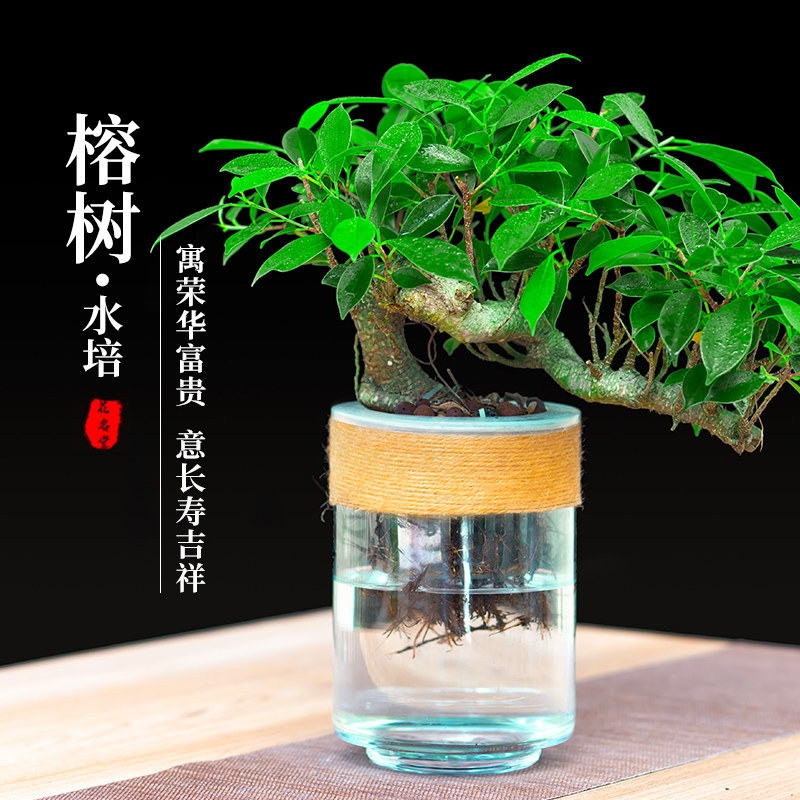 悬崖造型榕树盆景水培绿植物小盆栽办公室内水养小叶树苗四季常青