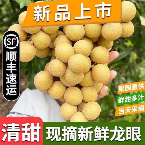 当季广东石硖储良龙眼大果现摘