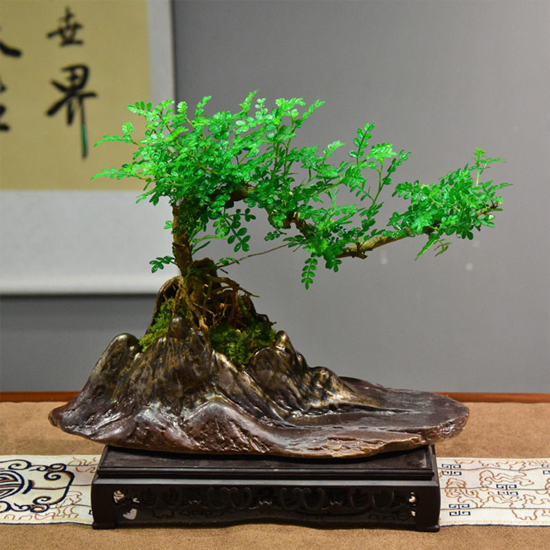 清香胡椒木盆栽办公室客厅悬崖飘枝造型盆景植物茶桌四季绿植桌面