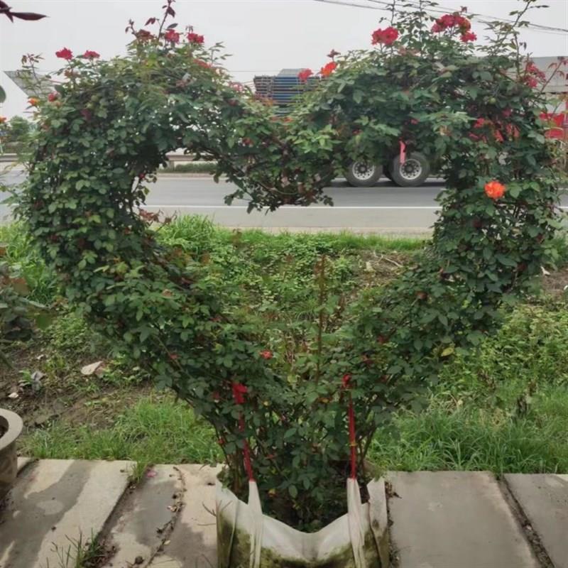 棒棒糖树桩月季果汁阳台月季花苗中型花卉阳台,庭院花卉盆栽