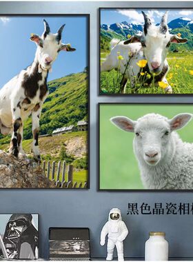 绵羊山羊羊群羊毛草原动物贴画海报挂画养殖场背景墙挂画装饰画相