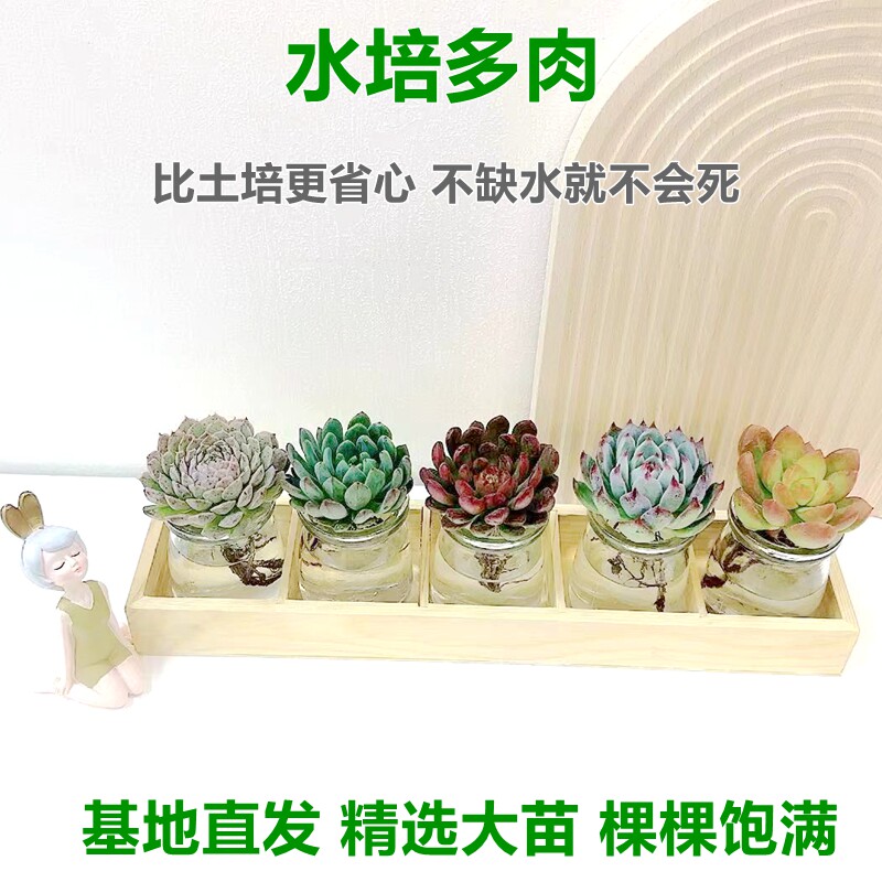 水培植物多肉小盆栽吉娃娃黄丽红宝石室内绿植高端多肉组合花卉