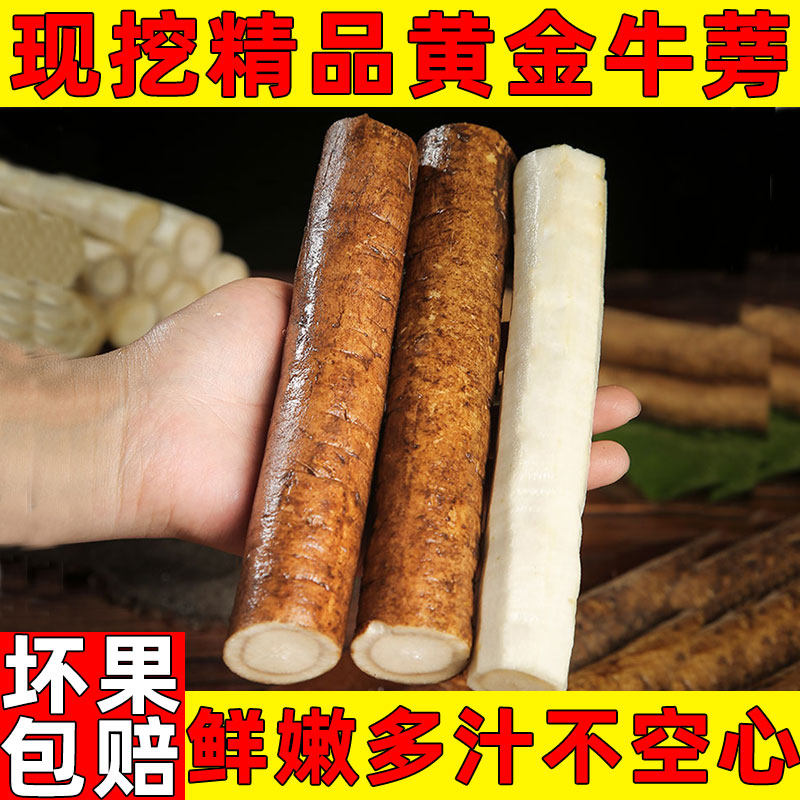牛蒡根新鲜5斤兰陵现挖牛蒡汁苍山农产正品野生黄金牛榜膀磅茶片