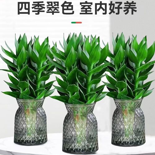 【拍一发二】水培观音竹富贵竹盆栽植物室内净化空气桌面好养绿植
