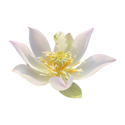 《薄云》微型碗莲种藕姜永慧微莲苑丰花早花小盆易养禅意荷花根苗