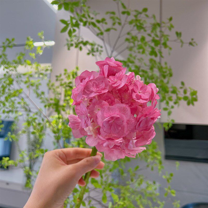【云花甄选】玫红色重瓣绣球花花期长鲜切花花瓶水养云南直发迷你