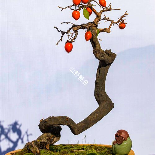 浙江老鸦柿盆栽绿植花卉野柿子庭院观果折枝挂果盆景素材室内室外