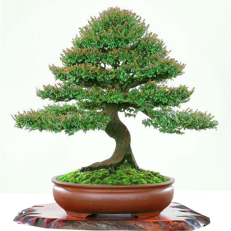 名贵黑骨茶黑檀木盆景树桩植物盆栽室内外桌面绿植小叶檀香紫檀树