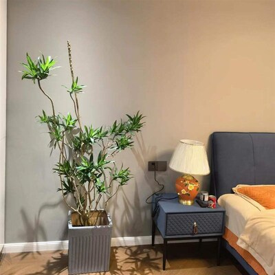 金心百合竹北欧风网红绿植落地好看客厅龙血树大型盆栽办公室简单