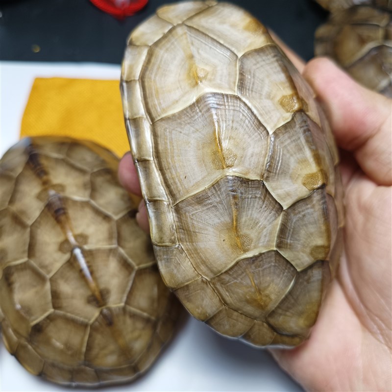 天然完整真乌龟壳精品玉面草龟壳文玩盘玩手把件龟甲黄玉龟甲卜