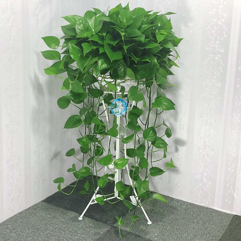 绿萝盆栽长藤款桌上绿植吊篮客厅电视旁边家里养花卉植物大盆绿箩