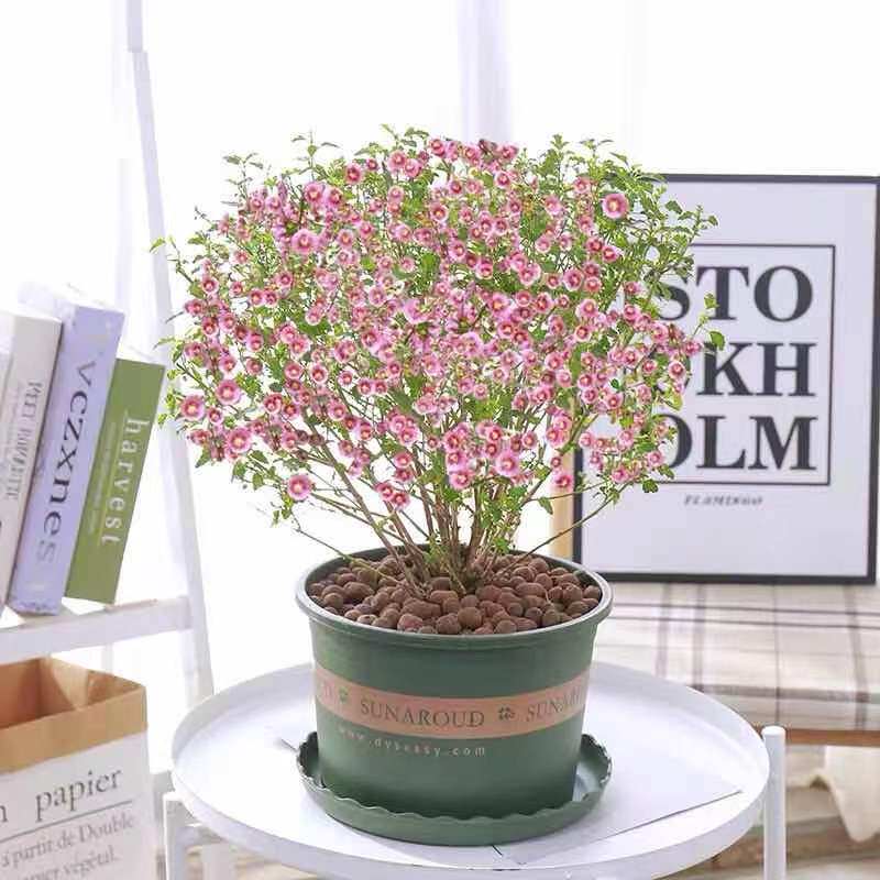 小木槿花苗盆栽带花棒棒糖阳台庭院花园耐热花卉植物多季开花爆盆
