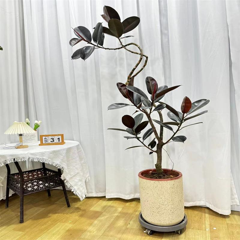 黑金刚橡皮树网红室内大小盆栽植物一物一拍热带雨林耐旱