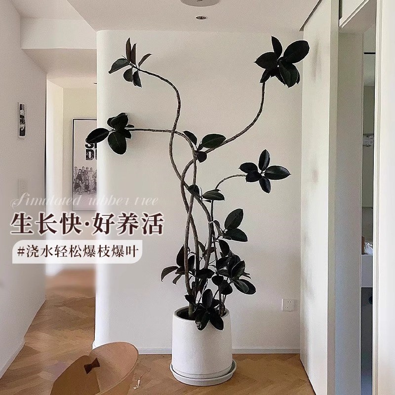 黑金刚橡皮树客厅大盆栽高级感室内大型绿植观叶四季好养活办公室图片