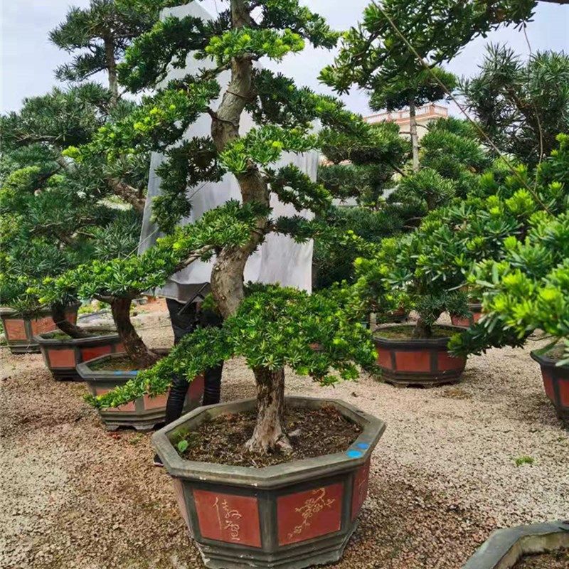 大型罗汉松盆栽树桩四季常青庭院大树别墅盆景金钻迎客松室外绿植
