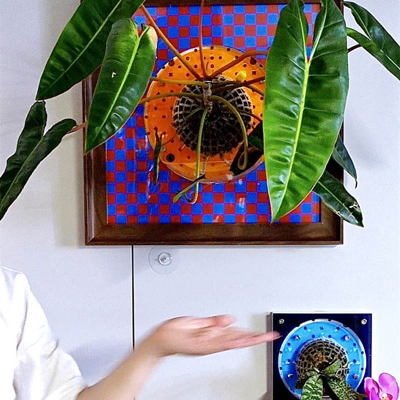 [大号画框]蝴蝶种植框鹿角蕨板植相框画框挂板上墙上板懒人自吸水图片