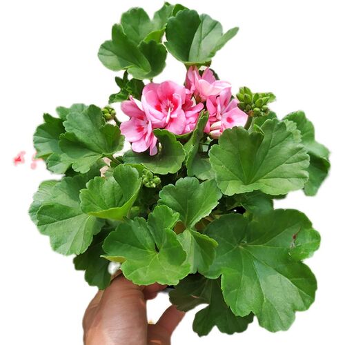 重瓣天竺葵盆栽带花苞四季阳台庭院开花好养花卉直立洋绣球花苗