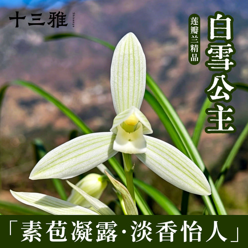 兰花苗莲瓣兰白雪公主冬带浓香