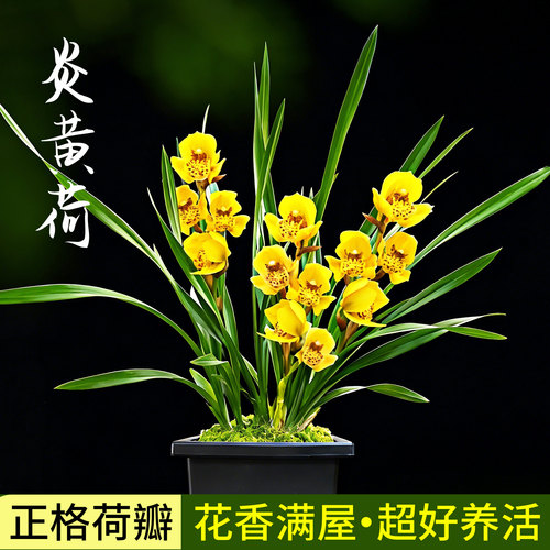 春兰荷瓣炎黄荷冬带苞浓香盆栽