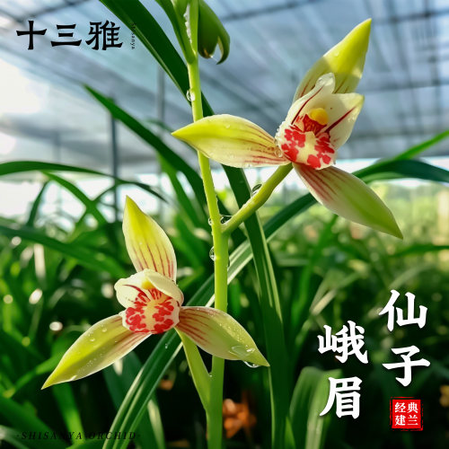 兰花苗峨眉仙子四季建兰浓香