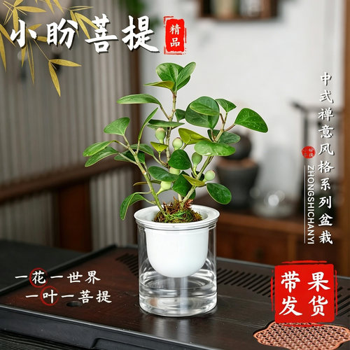 小盼菩提盆栽办公室绿植带果