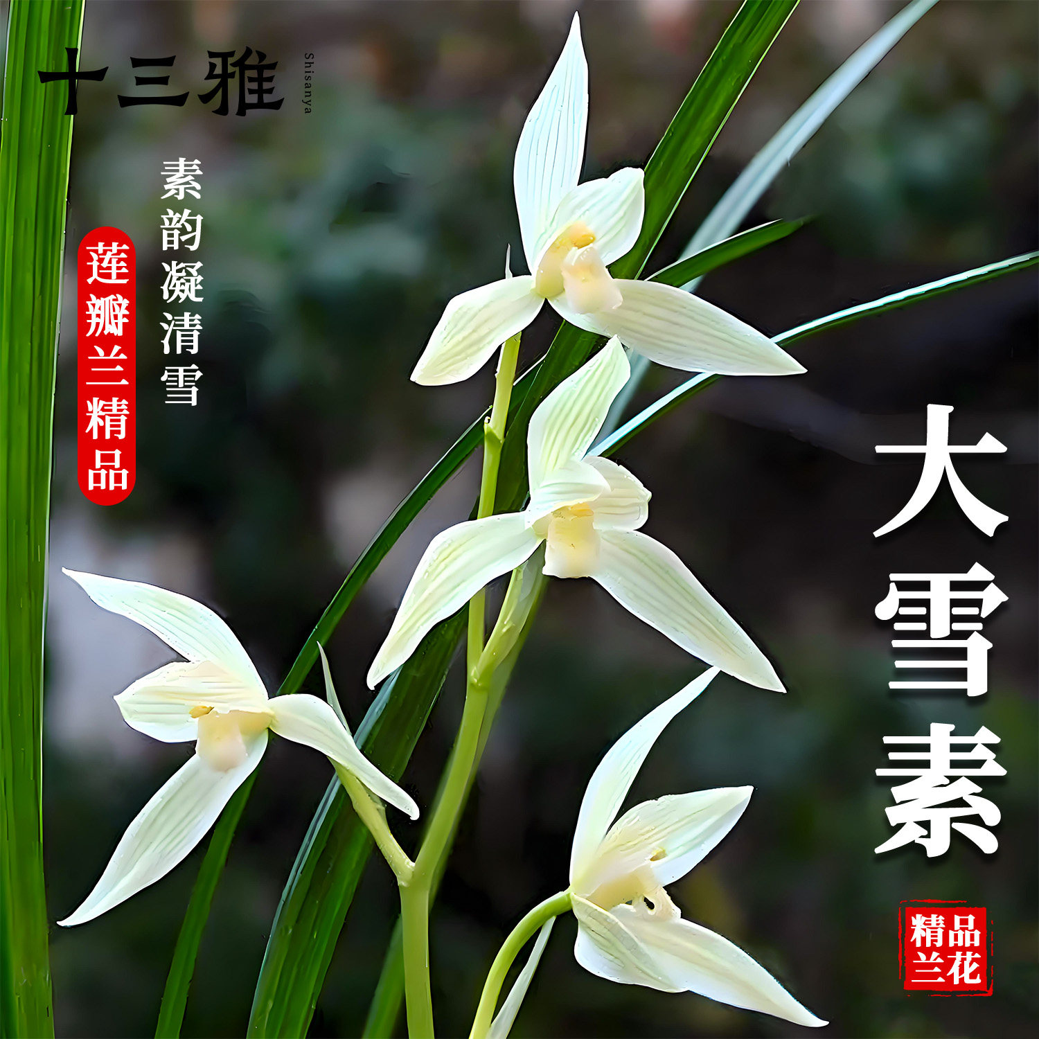 兰花苗大雪素莲瓣兰名品盆栽浓香