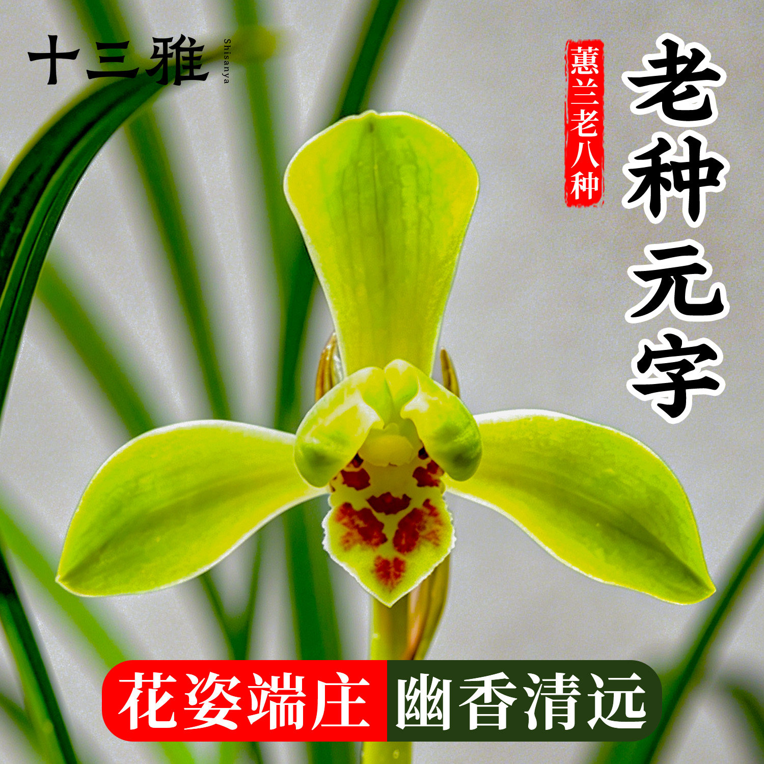 兰花苗蕙兰元字老八种之一名品