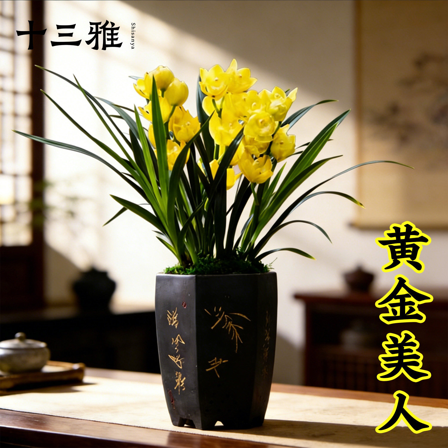 兰花苗 建兰黄金美人超香兰花  夏带花苞浓香大花朵花卉盆栽