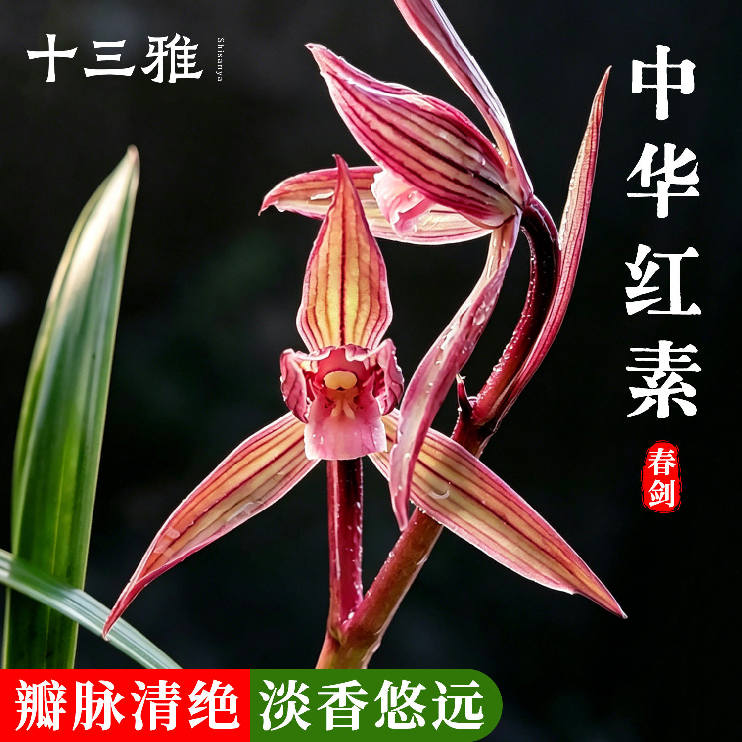 兰花苗春剑中华红素名品阳台