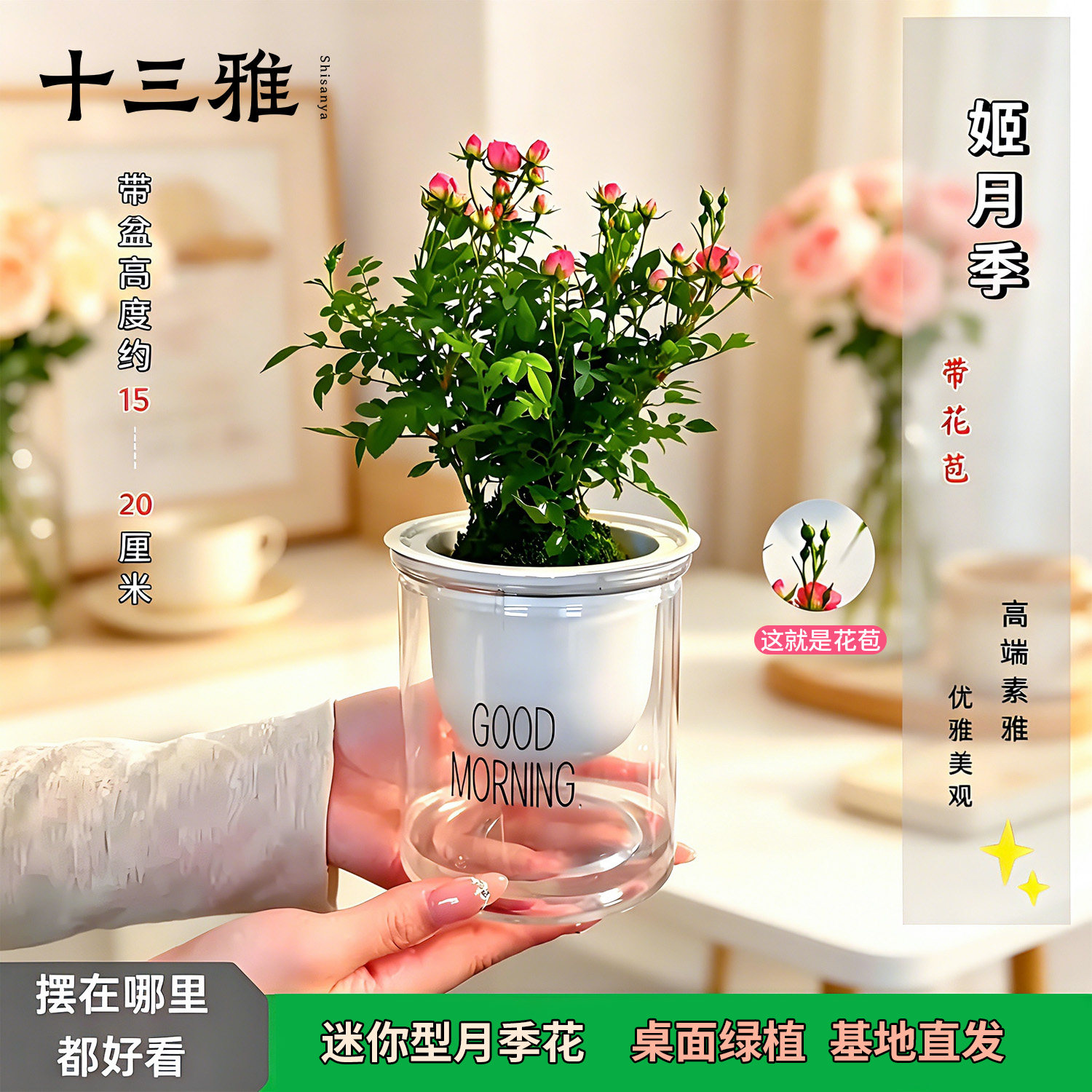 迷你超微姬月季苔藓球 带花带盆四季好养 花卉阳台桌面绿植盆栽