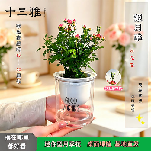 迷你超微姬月季苔藓球带花带盆