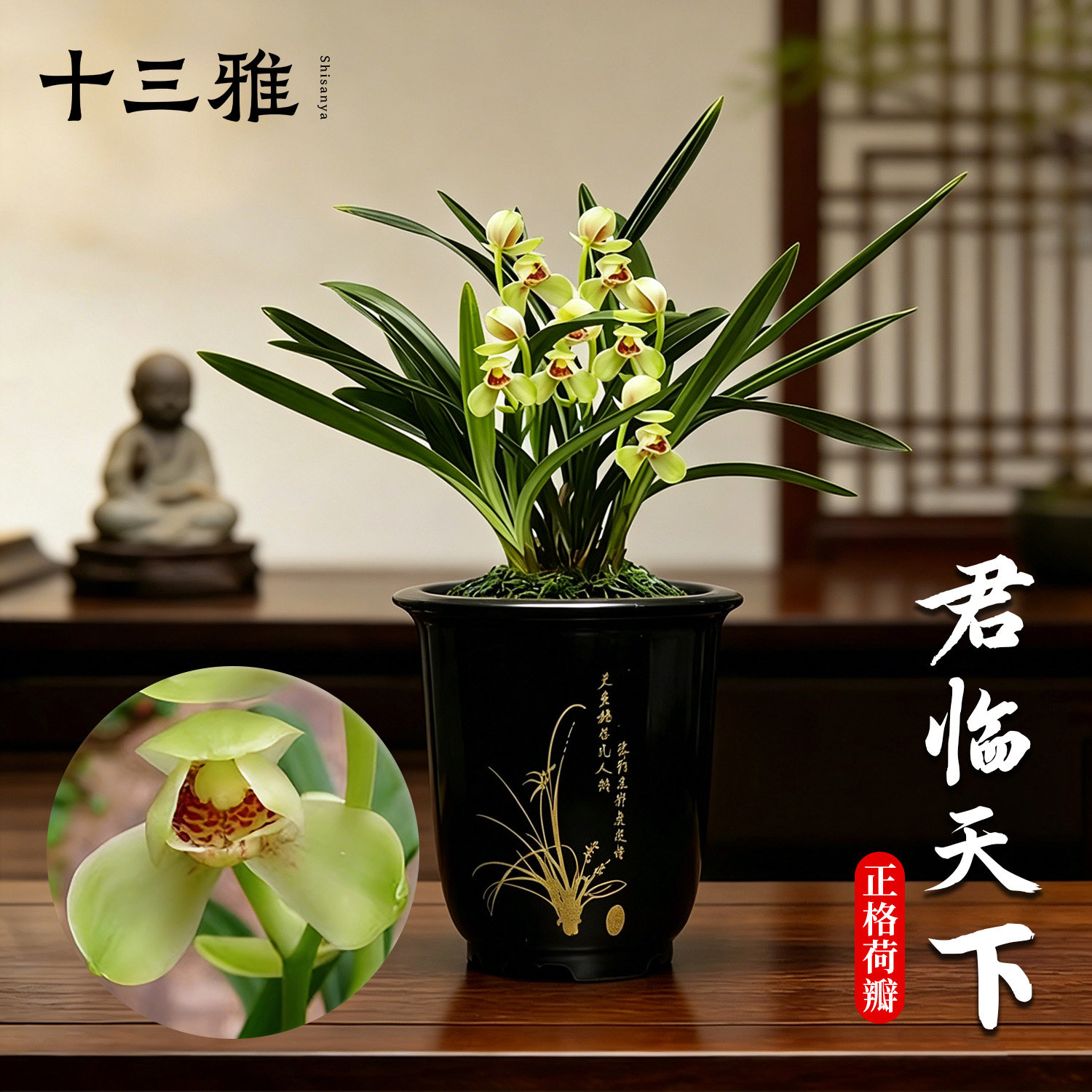 兰花苗 君临天下建兰现带花苞出售 四季兰室内花卉盆栽阳台庭院