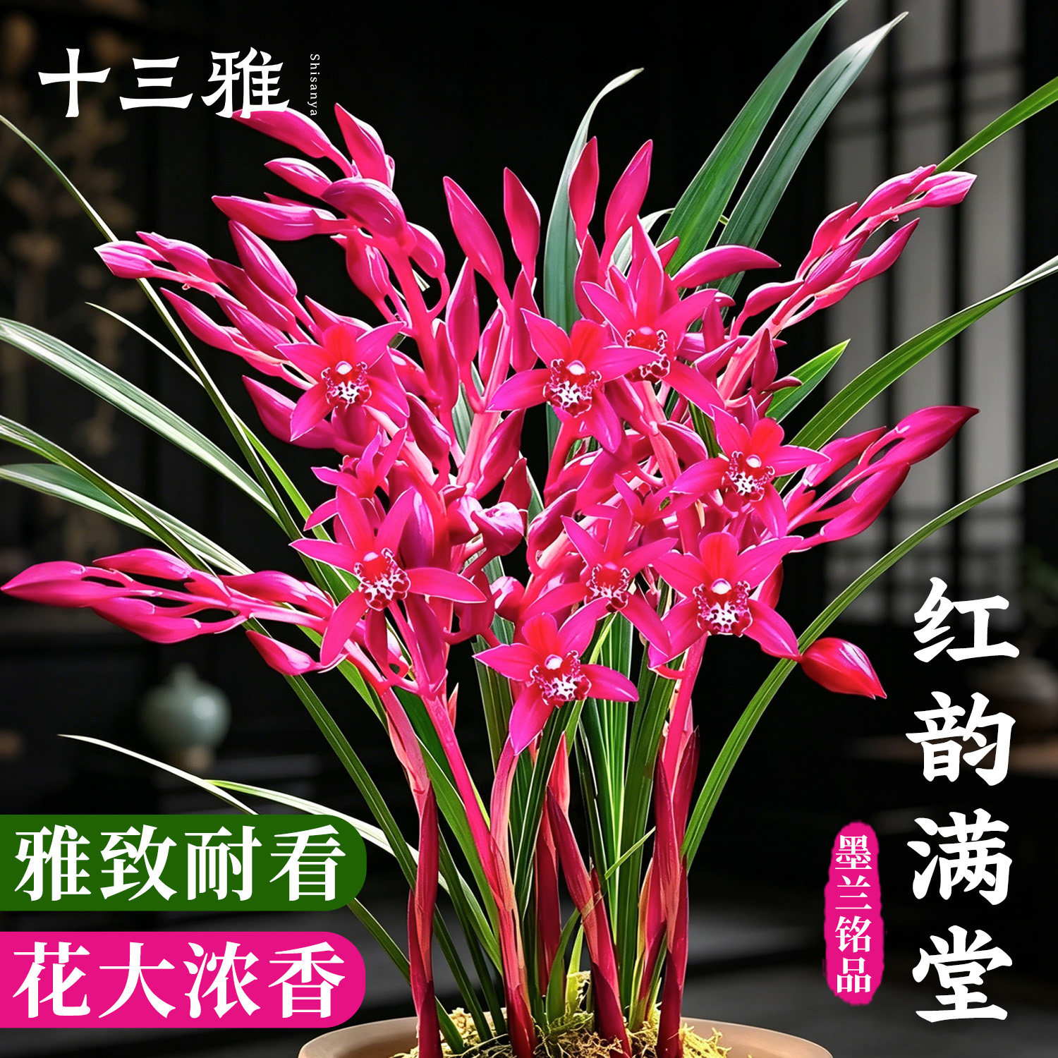 墨兰红花精品 红韵满堂紫气东来 冬带花苞室内好养花卉盆栽浓香型
