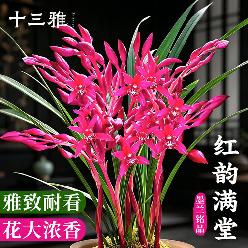墨兰红花精品红韵满堂紫气东来