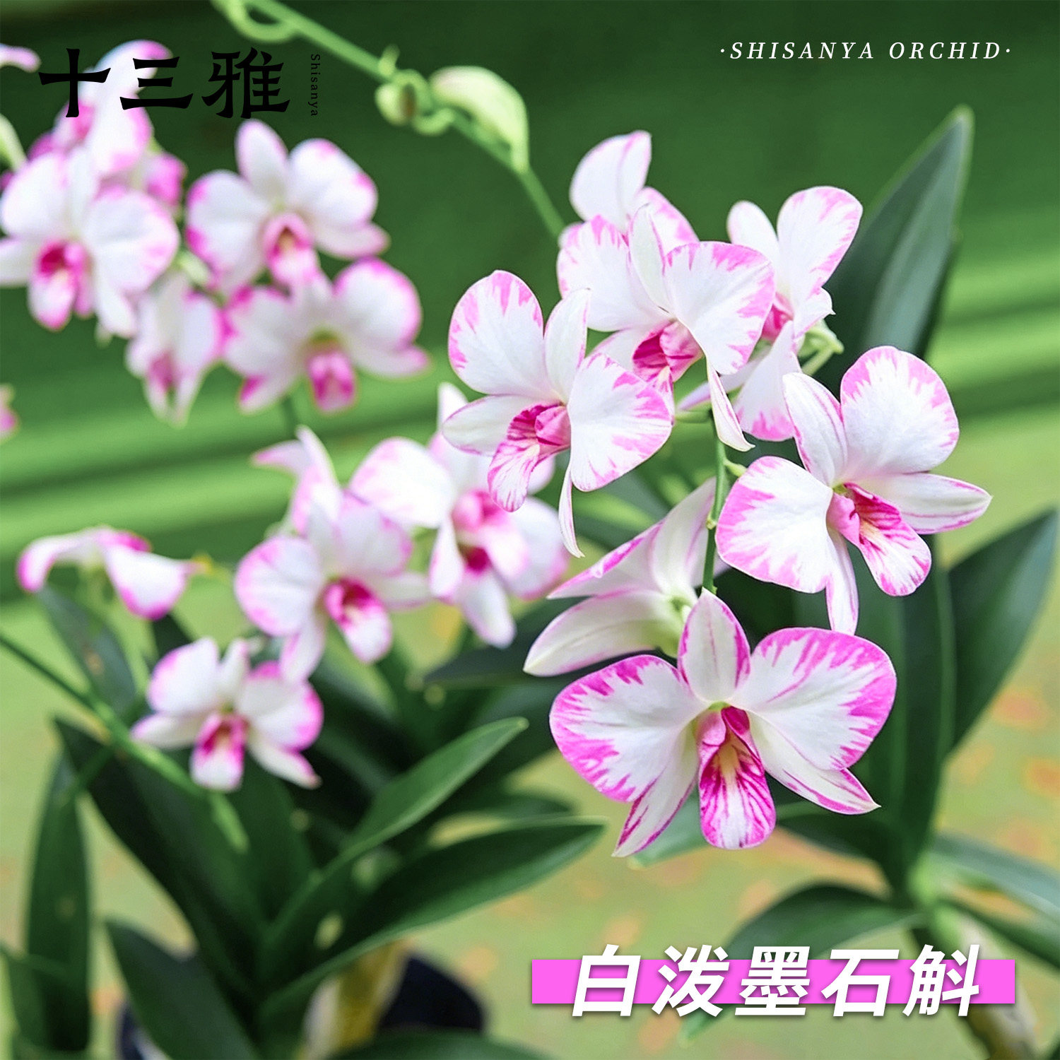 桌面绿植白泼墨石斛兰现带花苞图片