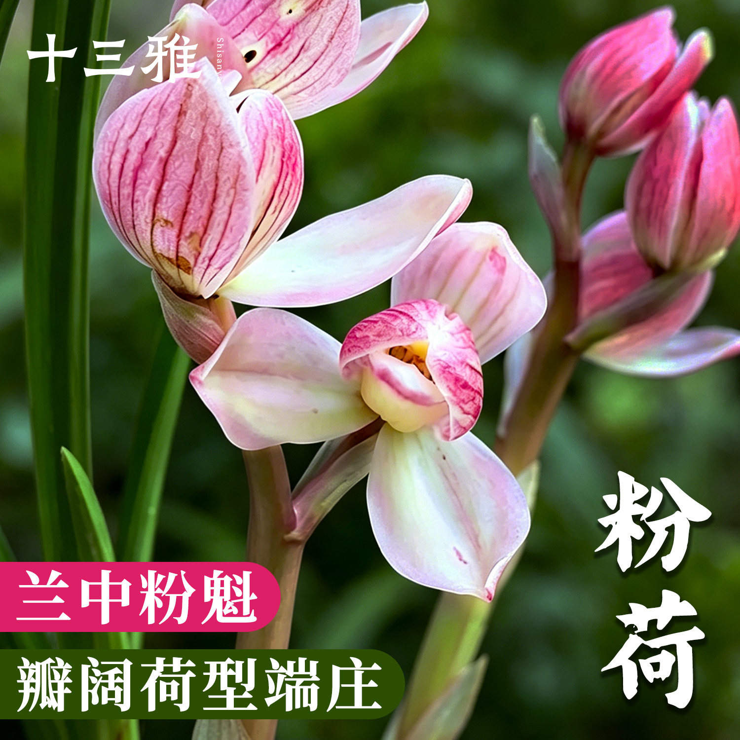 兰花苗粉荷莲瓣兰冬带花苞出售