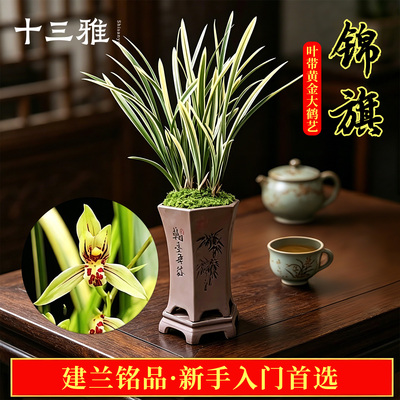 兰花苗老种锦旗建兰四季兰花卉