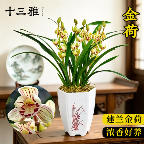 兰花苗建兰矮种荷瓣金荷四季兰