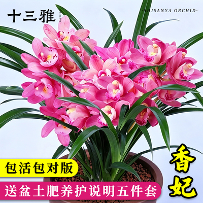 兰花苗香妃浓香精品建兰四季兰