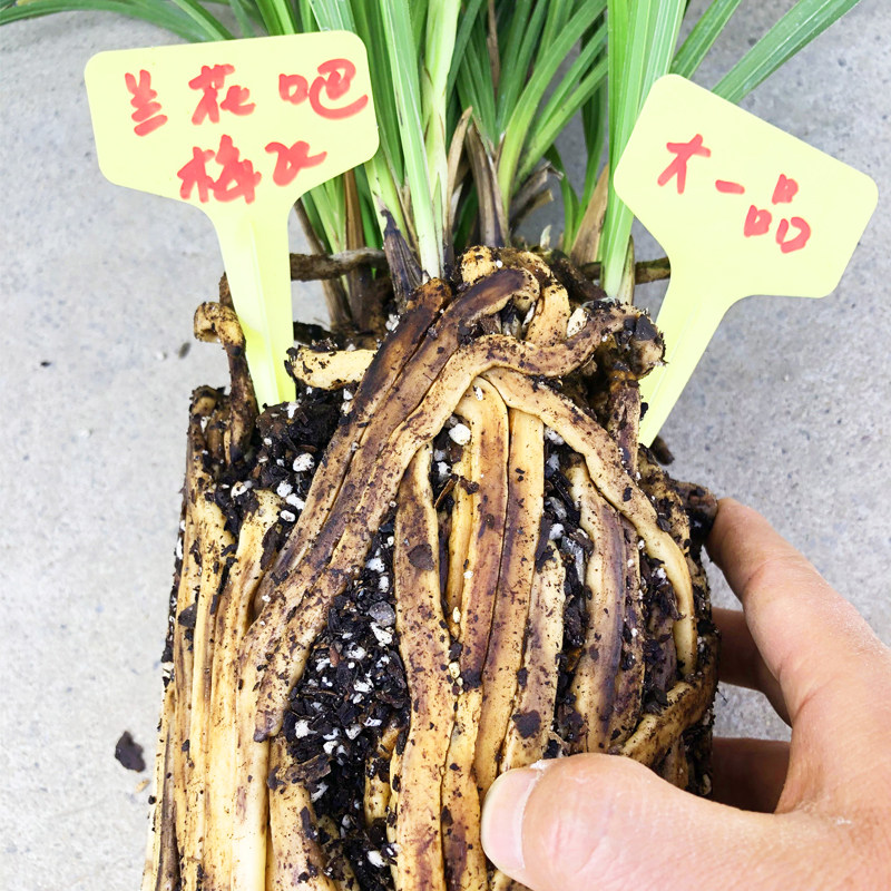 松栗王兰花草专用营养土高端级质量发酵腐熟橡栎树皮鳞颗粒种植料