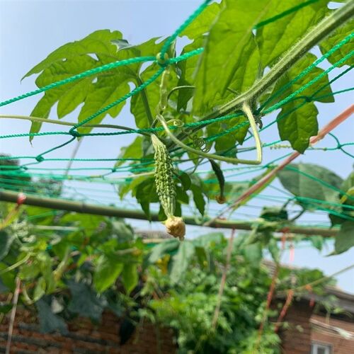 百香果葡萄网园艺爬藤网月季花卉尼龙网搭架网攀爬网庭院种菜种花