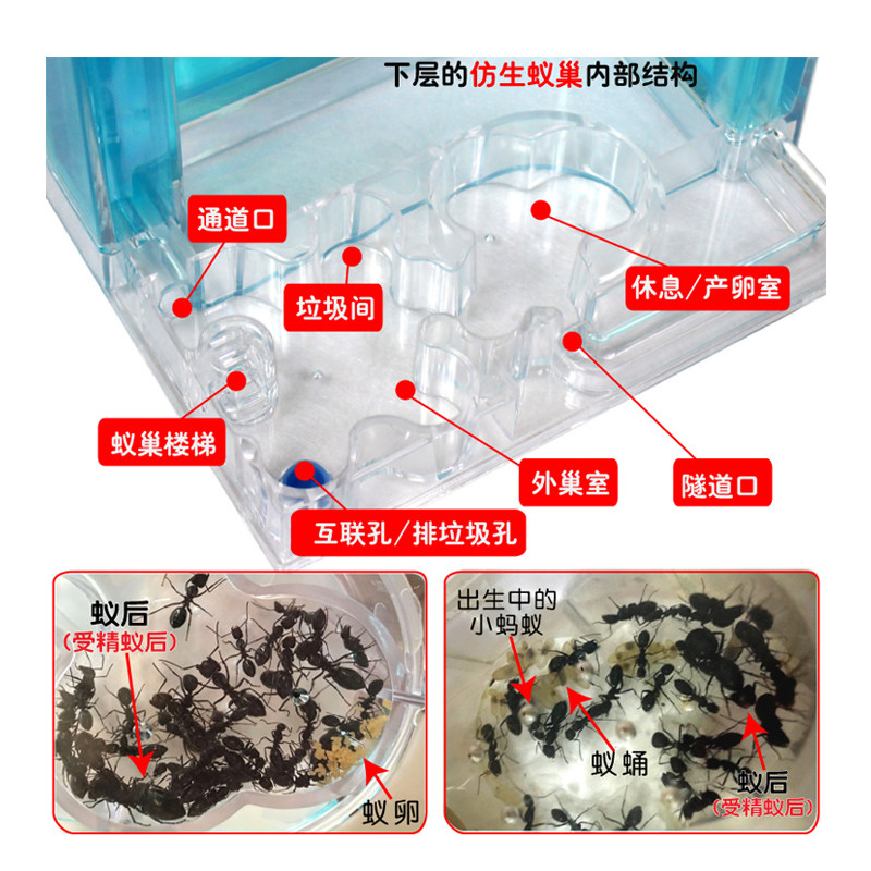 免安装蚂蚁工坊生态城堡宫殿家园别墅宠物蚁后饲养大蚁巢学生观察