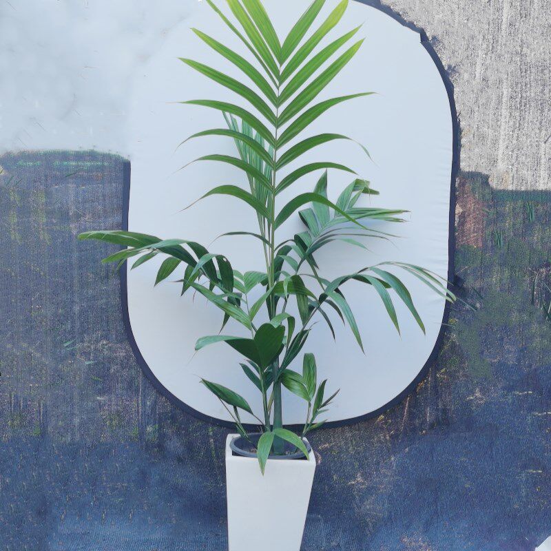 三药槟榔植物阳台庭院别墅花园热植棕榈盆栽室内客厅办公室大绿植