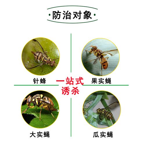 瓜果实蝇针蜂粘胶板防果蝇针蜂贴粘虫板柑橘大实蝇诱虫板诱捕器