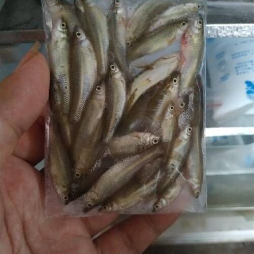 各种尺寸新鲜冰冻小鱼仔麦穗旁皮食蚊鱼等约50克小袋分装喂食方便