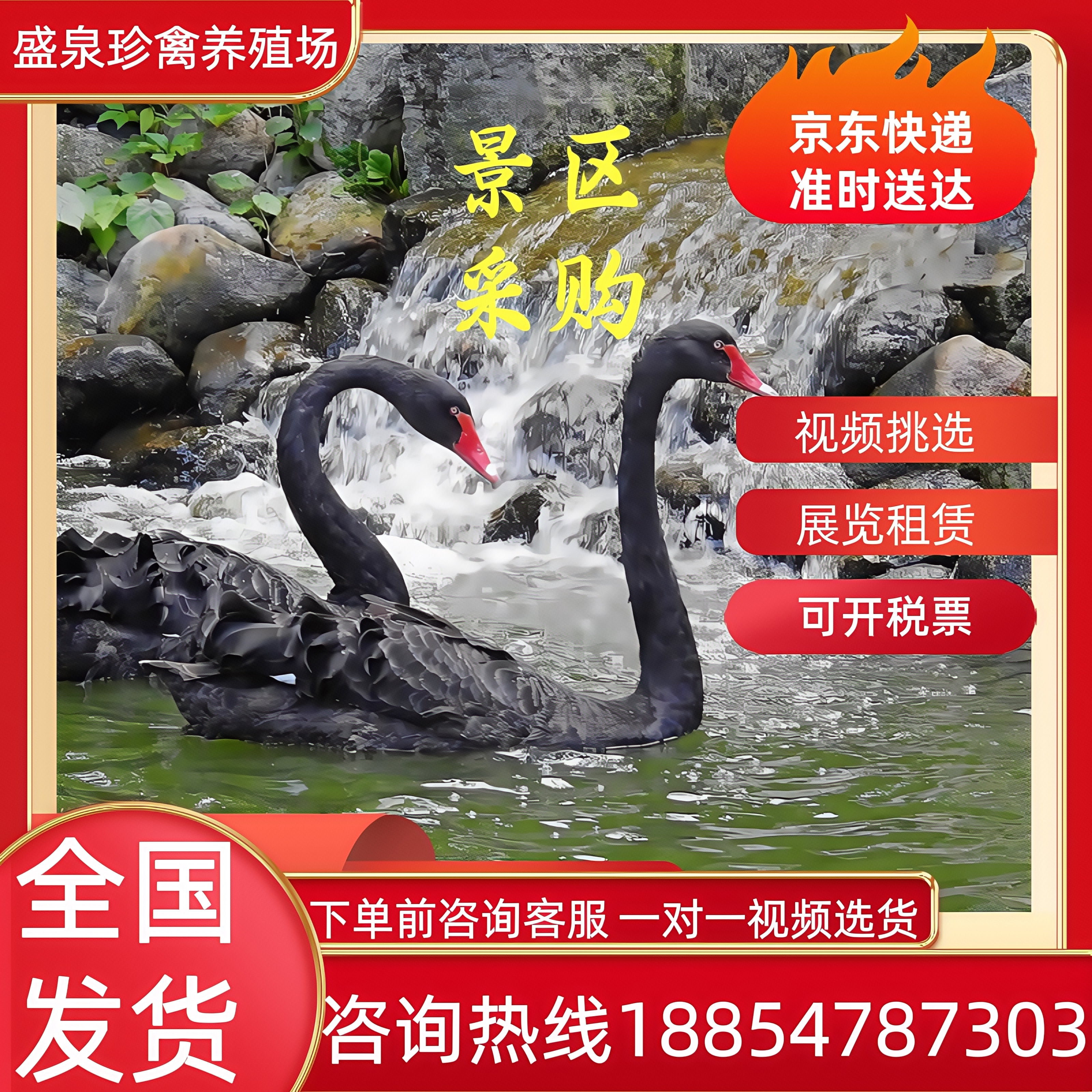 黑天鹅活苗一对黑天鹅活物幼崽出售景区观赏黑天鹅人工养殖黑天鹅