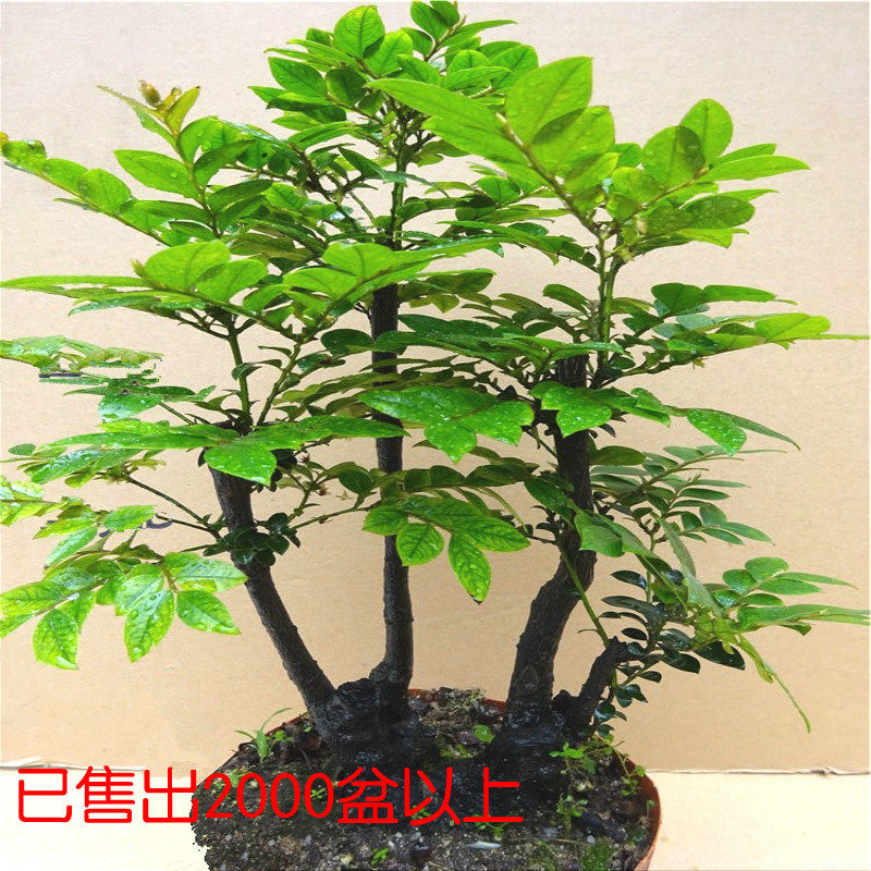 名贵小叶紫檀盆景树桩 办公桌绿植室内盆栽花卉四季青檀香木包邮