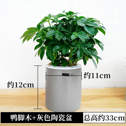 水培鸭脚木盆栽绿植物鹅掌柴七叶莲摇钱树水养小盆景招财树鸭掌木