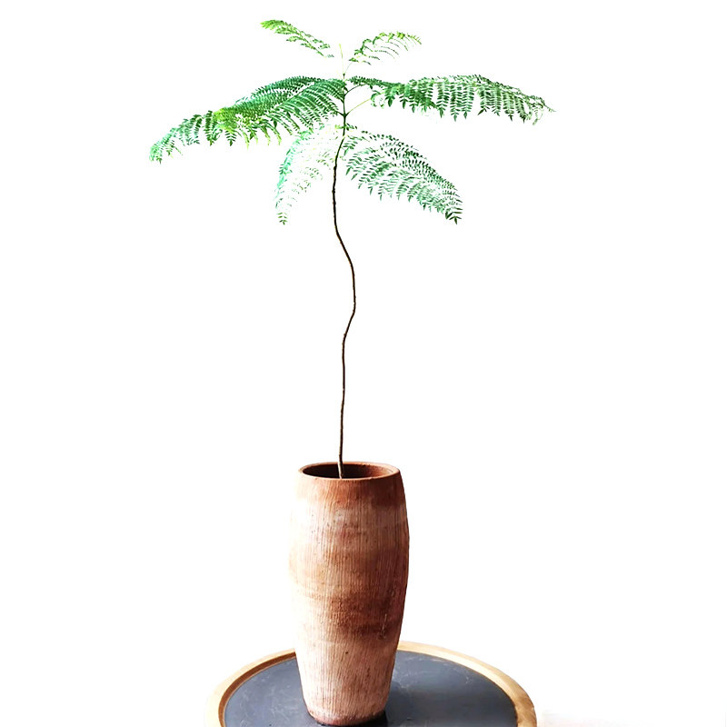蓝色的花楹盆栽阳台室内客厅书房吸甲醛观叶绿植花园庭院植物易养